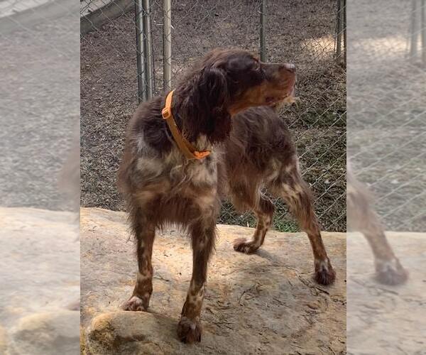 Medium Photo #4 Brittany Puppy For Sale in Curwensville, PA, USA