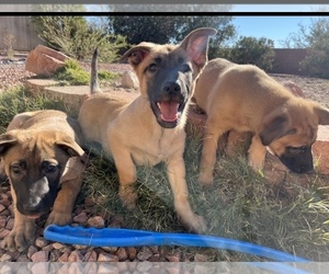 Belgian Malinois Puppy for Sale in SAINT GEORGE, Utah USA
