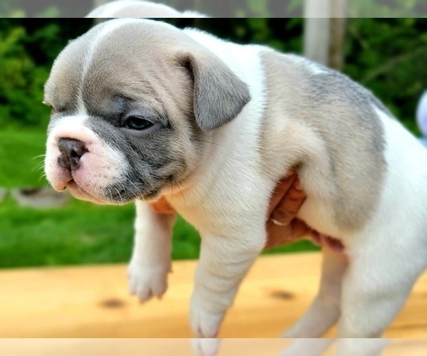 Medium Photo #4 French Bulldog Puppy For Sale in PUYALLUP, WA, USA