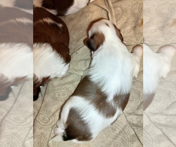 Medium Photo #3 Shih Tzu Puppy For Sale in FANNING SPGS, FL, USA