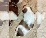 Small #1 Shih Tzu
