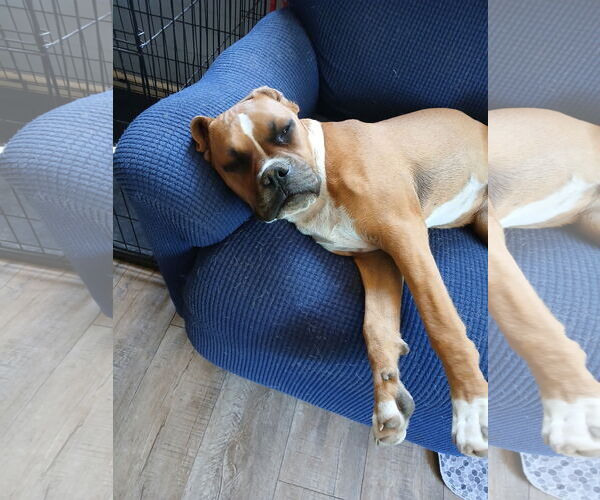 Medium Photo #3 Boxer Puppy For Sale in Burnsville, MN, USA