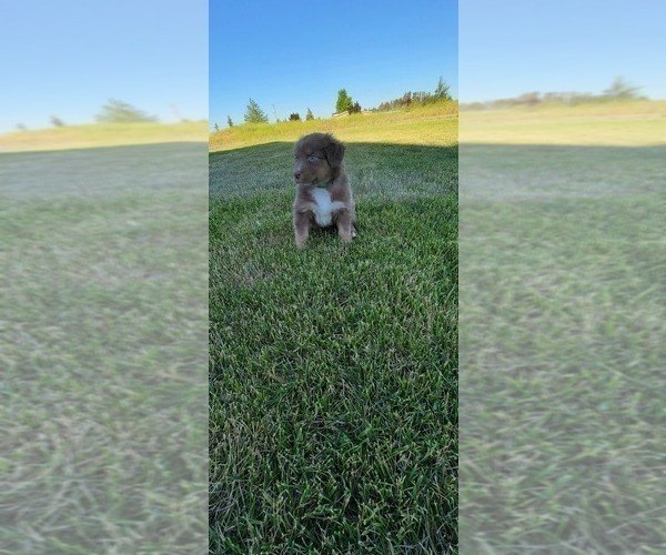 Medium Photo #1 Australian Shepherd Puppy For Sale in DAVENPORT, WA, USA