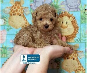 Poodle (Toy) Puppy for sale in WINNSBORO, LA, USA