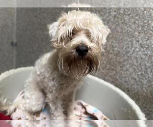 Miniature Schnauzer-Unknown Mix Dogs for adoption in Santa Rosa, CA, USA