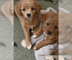 Poodle (Toy) Puppy for sale in RANCHO CUCAMONGA, CA, USA