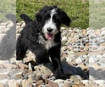 Small Bernedoodle