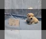 Small #1 Maltipoo