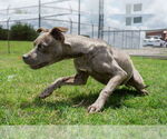 Small #2 Mutt