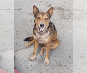 German Shepherd Dog-Unknown Mix Dogs for adoption in San Antonio, TX, USA