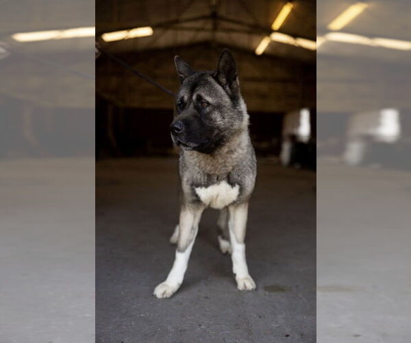 Medium Photo #1 Akita Puppy For Sale in Pottstown, PA, USA