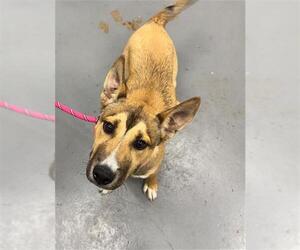 German Shepherd Dog Dogs for adoption in Peoria, IL, USA