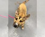 Small German Shepherd Dog