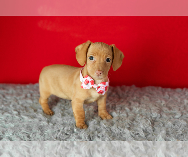 Medium Photo #1 Dachshund Puppy For Sale in NAPPANEE, IN, USA