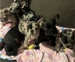 Small #19 French Bulldog