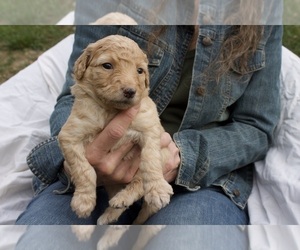 Aussiedoodle-Poodle (Standard) Mix Puppy for sale in CO BLUFFS, IA, USA