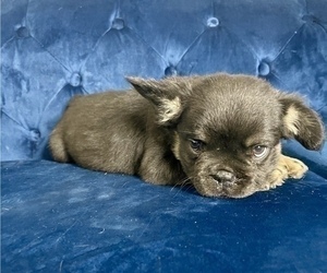 French Bulldog Puppy for sale in HOUSTON, TX, USA