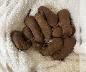 Goldendoodle (Miniature) Puppy for sale in HULL, IA, USA