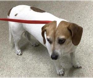 Beagle-Chihuahua Mix Dogs for adoption in Riverside, CA, USA