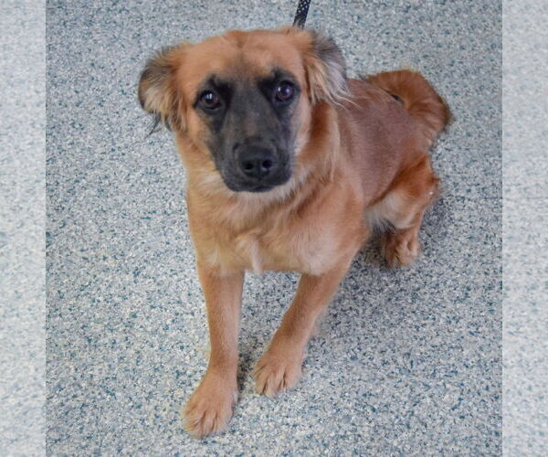 Medium Photo #2 Boxer-Colonial Cocker Spaniel Mix Puppy For Sale in Huntley, IL, USA