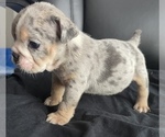 Small Photo #6 English Bulldog Puppy For Sale in RICHMOND, VA, USA