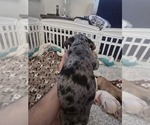 Small Photo #13 French Bulldog Puppy For Sale in CHINO HILLS, CA, USA