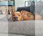 Small #14 Labrador Retriever Mix