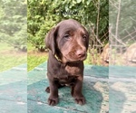 Puppy Yellow Labrador Retriever