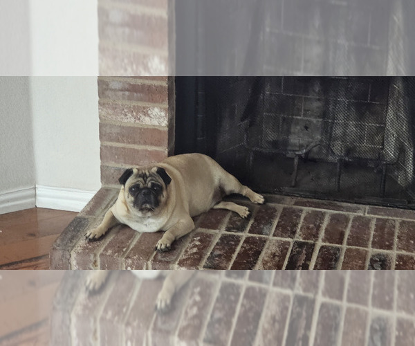 Medium Photo #1 Pug Puppy For Sale in DENTON, TX, USA