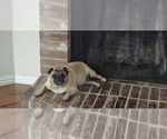 Small Photo #1 Pug Puppy For Sale in DENTON, TX, USA