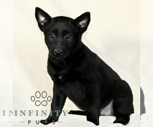 Belgian Malinois Puppy for sale in RONKS, PA, USA