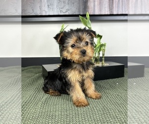 Yorkshire Terrier Puppy for sale in FRANKLIN, IN, USA