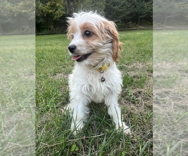 Medium Photo #33 Cavapoo-Poodle (Miniature) Mix Puppy For Sale in DURHAM, CT, USA