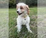 Small #32 Cavapoo-Poodle (Miniature) Mix