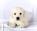 Small English Cream Golden Retriever