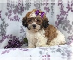 Small Photo #11 Zuchon Puppy For Sale in LAKELAND, FL, USA