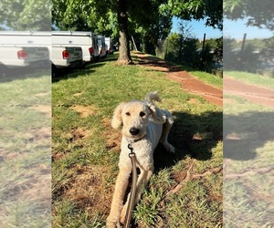 Labradoodle Dog for Adoption in CHANTILLY, Virginia USA