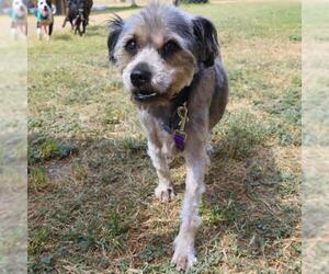 Mutt Dogs for adoption in San Antonio, TX, USA
