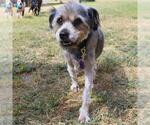 Small Mutt