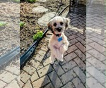 Small #2 Shih Tzu Mix