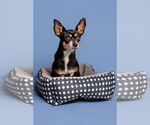 Small #5 Chihuahua Mix