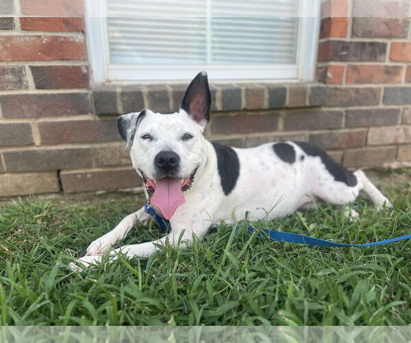 Medium Photo #4 Mutt Puppy For Sale in Shreveport, LA, USA