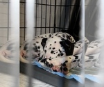 Small Photo #2 Dalmatian Puppy For Sale in LA PUENTE, CA, USA