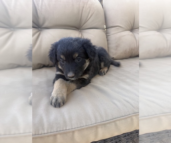 Medium Photo #22 Australian Shepherd Puppy For Sale in WILLIAMS, AZ, USA