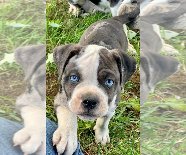 Medium Photo #1 Alapaha Blue Blood Bulldog Puppy For Sale in RUFFS DALE, PA, USA