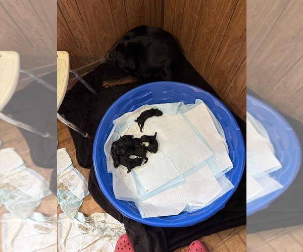 Medium Photo #6 Rottweiler Puppy For Sale in EAST SAINT LOUIS, IL, USA