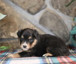 Small Photo #7 Miniature Australian Shepherd Puppy For Sale in WESTFIELD, MA, USA