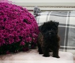 Small Photo #2 Maltese-Morkie Mix Puppy For Sale in WARSAW, IN, USA