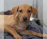 Small Labrador Retriever Mix