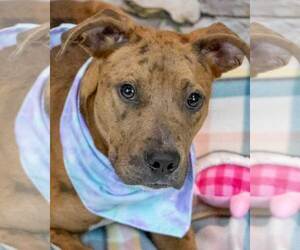 Mutt Dogs for adoption in Kennesaw, GA, USA